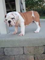 Charlie , a male English Bulldog for sale in Sugarcreek, OH – 2 of 10