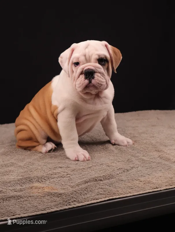 Sally  – English Bulldog puppy for sale in Sugarcreek, OH