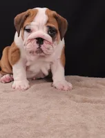 Thor , a male English Bulldog for sale in Sugarcreek, OH – 7 of 10