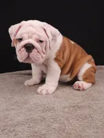 Hank, a male English Bulldog for sale in Sugarcreek, OH – 3 of 10