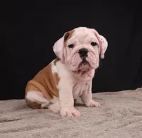 Charlie , a male English Bulldog for sale in Sugarcreek, OH – 3 of 8