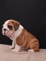 Thor , a male English Bulldog for sale in Sugarcreek, OH – 4 of 10