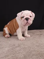 Hank, a male English Bulldog for sale in Sugarcreek, OH – 6 of 10