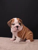 Thor , a male English Bulldog for sale in Sugarcreek, OH – 3 of 10