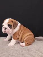 Thor , a male English Bulldog for sale in Sugarcreek, OH – 10 of 10