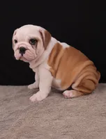 Sally , a female English Bulldog for sale in Sugarcreek, OH – 5 of 10