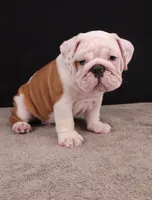 Hank, a male English Bulldog for sale in Sugarcreek, OH – 9 of 10