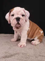 Charlie , a male English Bulldog for sale in Sugarcreek, OH – 7 of 8