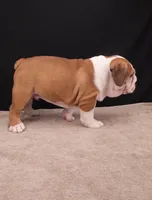 Thor , a male English Bulldog for sale in Sugarcreek, OH – 9 of 10