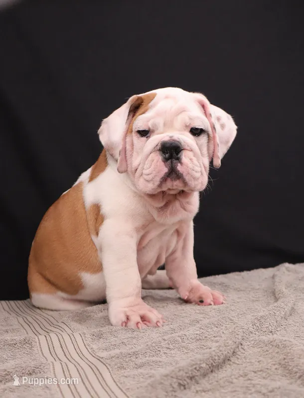 Charlie  – English Bulldog puppy for sale in Sugarcreek, OH