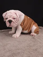 Hank, a male English Bulldog for sale in Sugarcreek, OH – 8 of 10