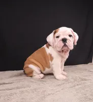 Charlie , a male English Bulldog for sale in Sugarcreek, OH – 5 of 8