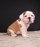 Charlie , a male English Bulldog for sale in Sugarcreek, OH – 6 of 8
