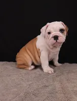 Sally , a female English Bulldog for sale in Sugarcreek, OH – 9 of 10