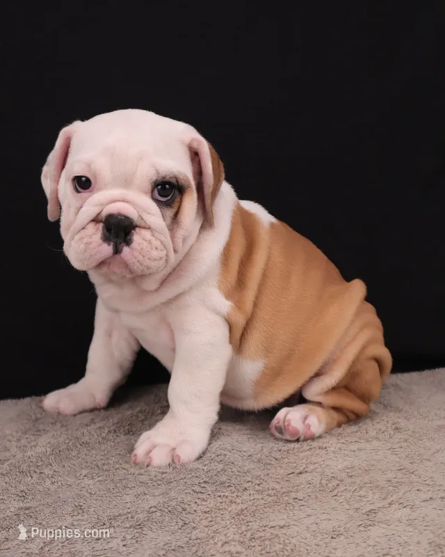 Sally  – English Bulldog puppy for sale in Sugarcreek, OH