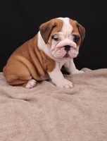 Thor , a male English Bulldog for sale in Sugarcreek, OH – 6 of 10