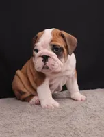 Thor , a male English Bulldog for sale in Sugarcreek, OH – 5 of 10