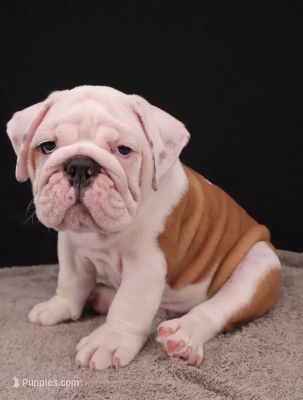 Hank – English Bulldog puppy for sale in Sugarcreek, OH