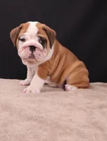 Thor , a male English Bulldog for sale in Sugarcreek, OH – 2 of 10