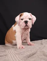 Charlie , a male English Bulldog for sale in Sugarcreek, OH – 2 of 8