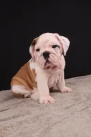 Charlie , a male English Bulldog for sale in Sugarcreek, OH – 4 of 8
