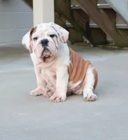 Charlie , a male English Bulldog for sale in Sugarcreek, OH – 1 of 10