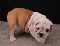 Sally , a female English Bulldog for sale in Sugarcreek, OH – 8 of 10