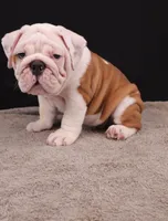 Hank, a male English Bulldog for sale in Sugarcreek, OH – 4 of 10