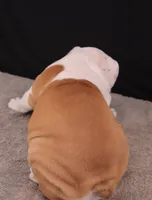 Sally , a female English Bulldog for sale in Sugarcreek, OH – 4 of 10