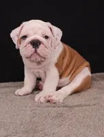 Hank, a male English Bulldog for sale in Sugarcreek, OH – 7 of 10