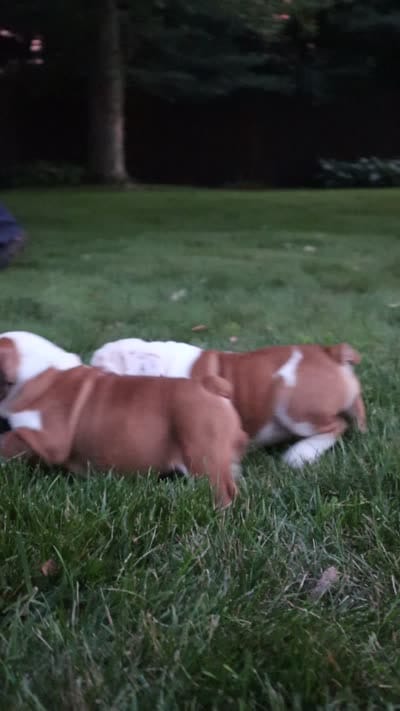 Sally , a female English Bulldog for sale in Sugarcreek, OH – 10 of 10