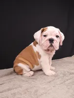 Charlie , a male English Bulldog for sale in Sugarcreek, OH – 8 of 8
