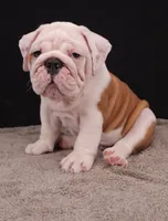 Hank, a male English Bulldog for sale in Sugarcreek, OH – 10 of 10
