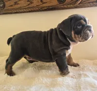 Robert, a male English Bulldog for sale in Eaton, CO – 8 of 10