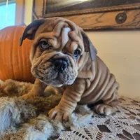 Turbo, a male English Bulldog for sale in Eaton, CO – 6 of 10