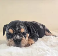 Fancy, a female English Bulldog for sale in Eaton, CO – 4 of 10