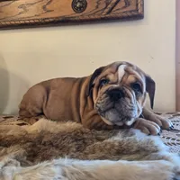 Turbo, a male English Bulldog for sale in Eaton, CO – 7 of 10