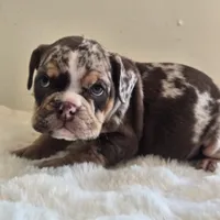 Hugh, a male English Bulldog for sale in Eaton, CO – 1 of 10