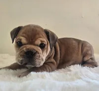 Quincy, a female English Bulldog for sale in Eaton, CO – 8 of 10