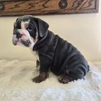 Robert, a male English Bulldog for sale in Eaton, CO – 3 of 10