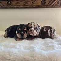 Hugh, a male English Bulldog for sale in Eaton, CO – 8 of 10