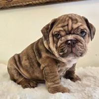 Dozer, a male English Bulldog for sale in Eaton, CO – 7 of 9
