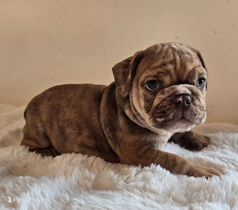 Dozer – English Bulldog puppy for sale in Eaton, CO