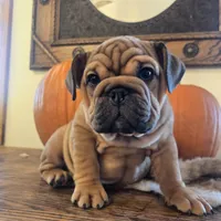 Lander, a male English Bulldog for sale in Eaton, CO – 1 of 10