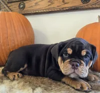 Wilson, a male English Bulldog for sale in Eaton, CO – 10 of 10