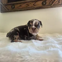 Prada, a female English Bulldog for sale in Eaton, CO – 3 of 10