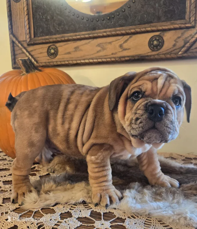 Diesel – English Bulldog puppy for sale in Eaton, CO