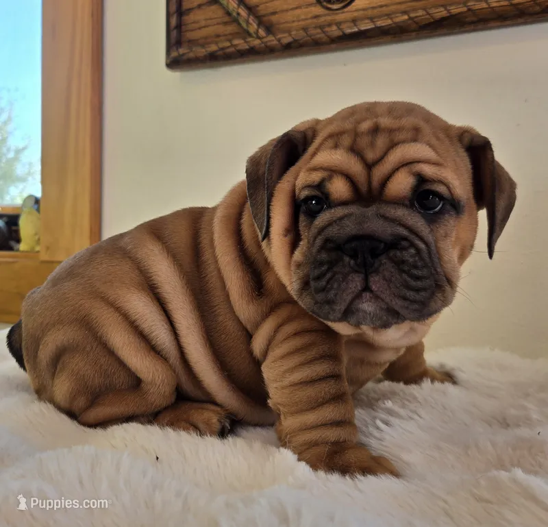Ruby – English Bulldog puppy for sale in Eaton, CO