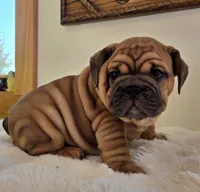 Ruby, a female English Bulldog for sale in Eaton, CO – 1 of 10