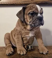 processed/85376ef9-f9d2-44fd-85a5-e7d8017d663c/listing/11501b5c-887c-4632-9543-32c335810b26/32f08c61-8fd4-4ead-a044-1393ffe8cc7e